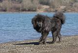 DOGUE DU TIBET 120